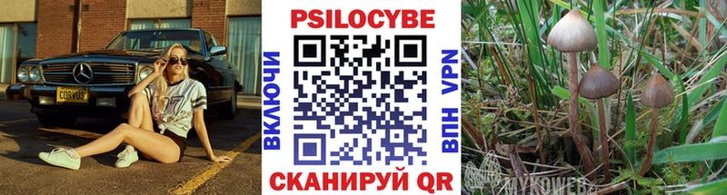 Псилоцибиновые грибы Psilocybe  Курчалой 
